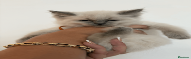Ragdoll Orange