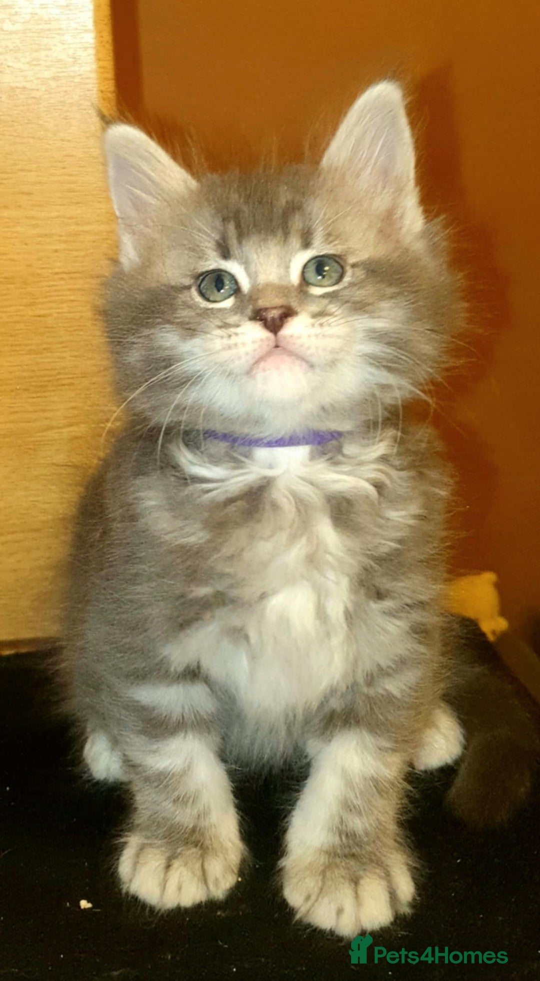 Maine Coon cats for sale: Beautifall Maine coon kittens - Advert 2
