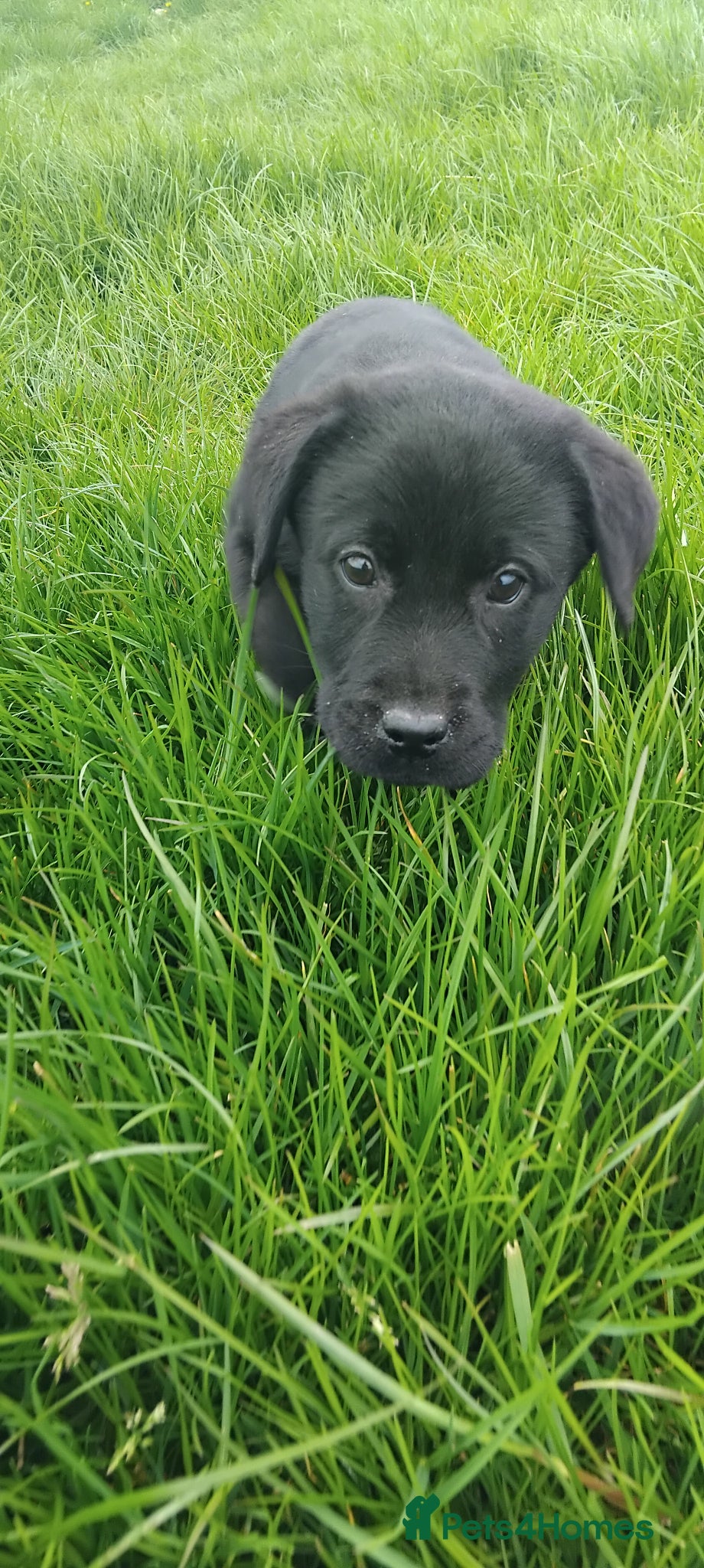 Labrador Retriever dogs KC Registered Stunning Labrador puppies  - Advert 10