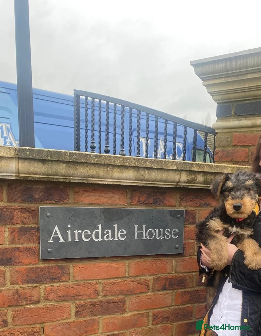 Airedale Terrier dogs for sale: Pure breed Airedale Terriers for sale - Advert 3