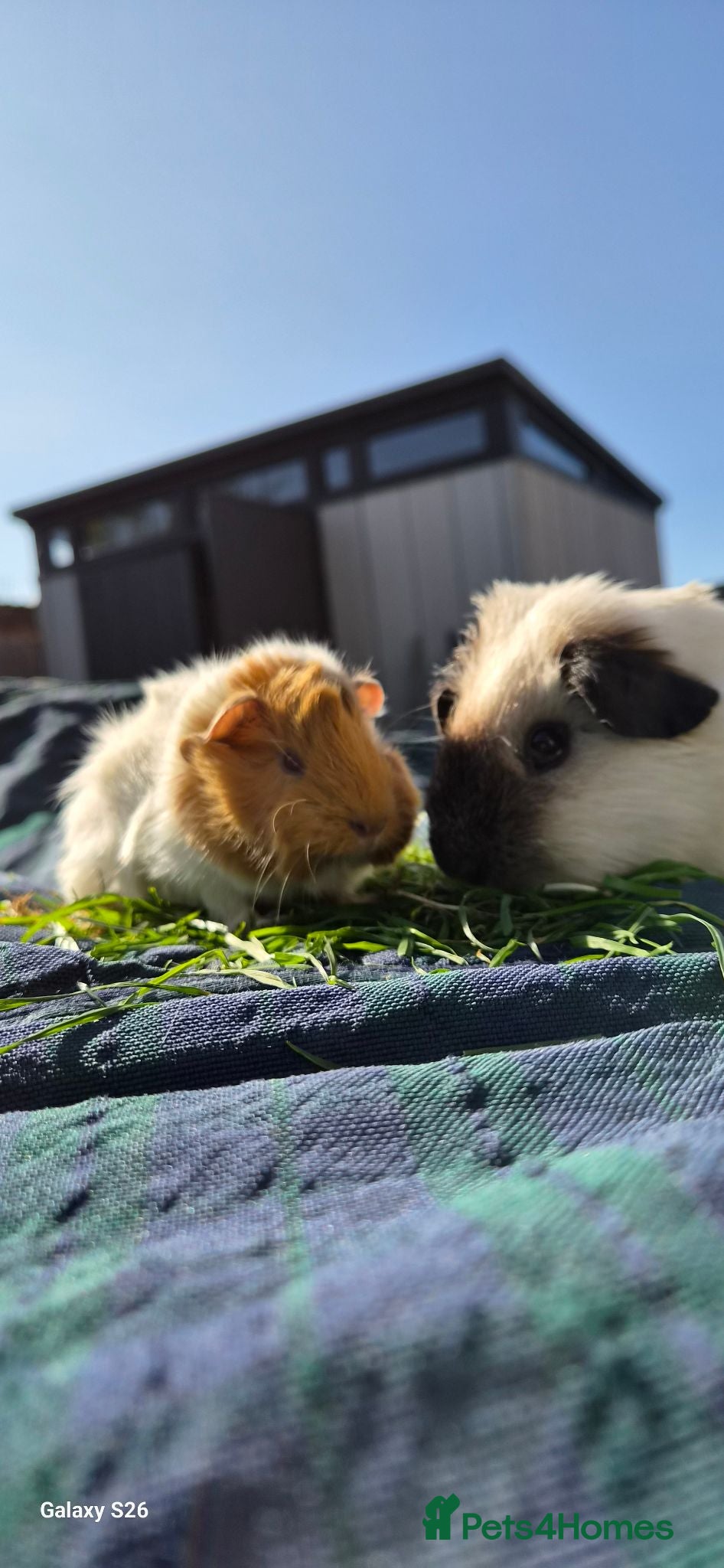 Guinea Pig rodents Bond lovely boys  - Advert 6