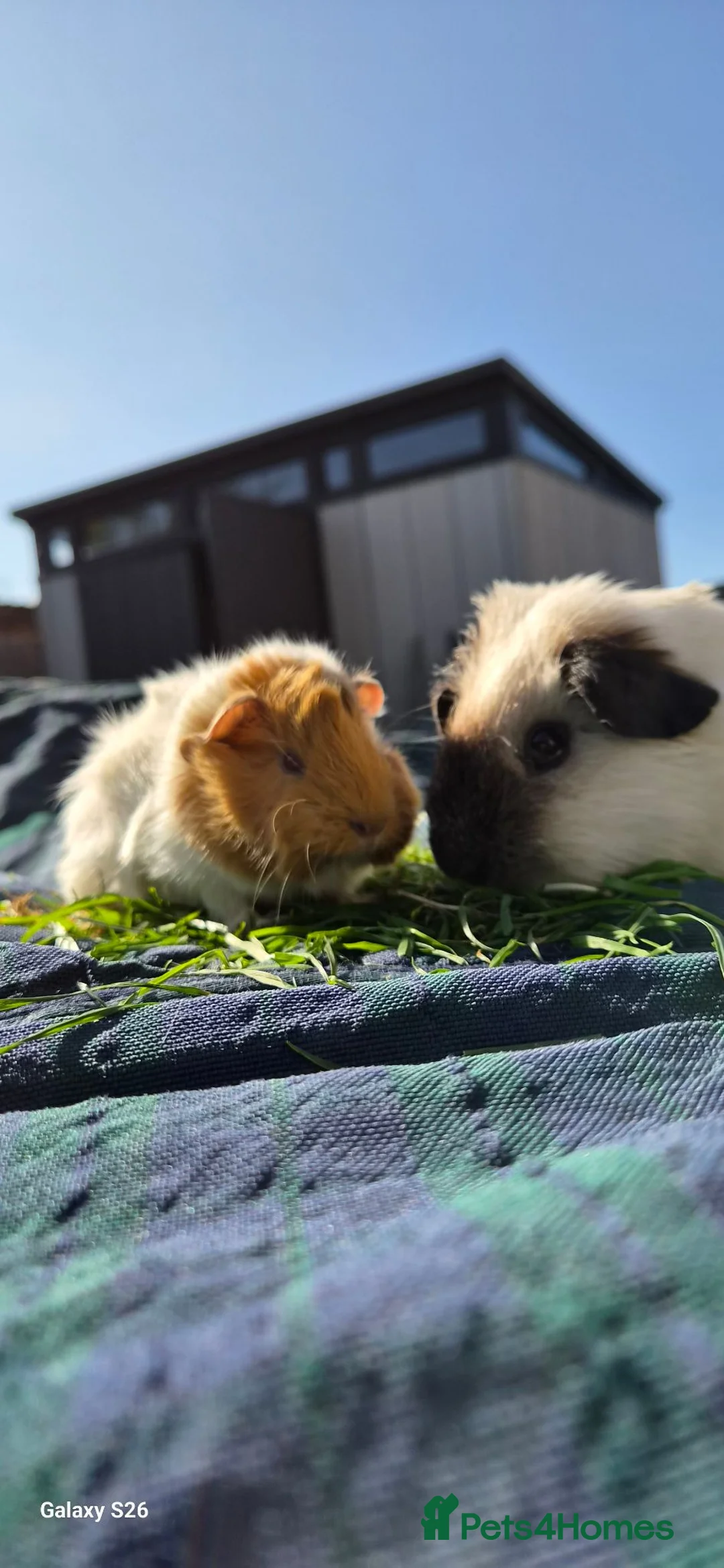 Guinea Pig rodents for sale: Bond lovely boys  - Advert 1