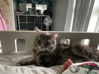 Maine Coon cats 3/4 maincoon kittens - Advert 17