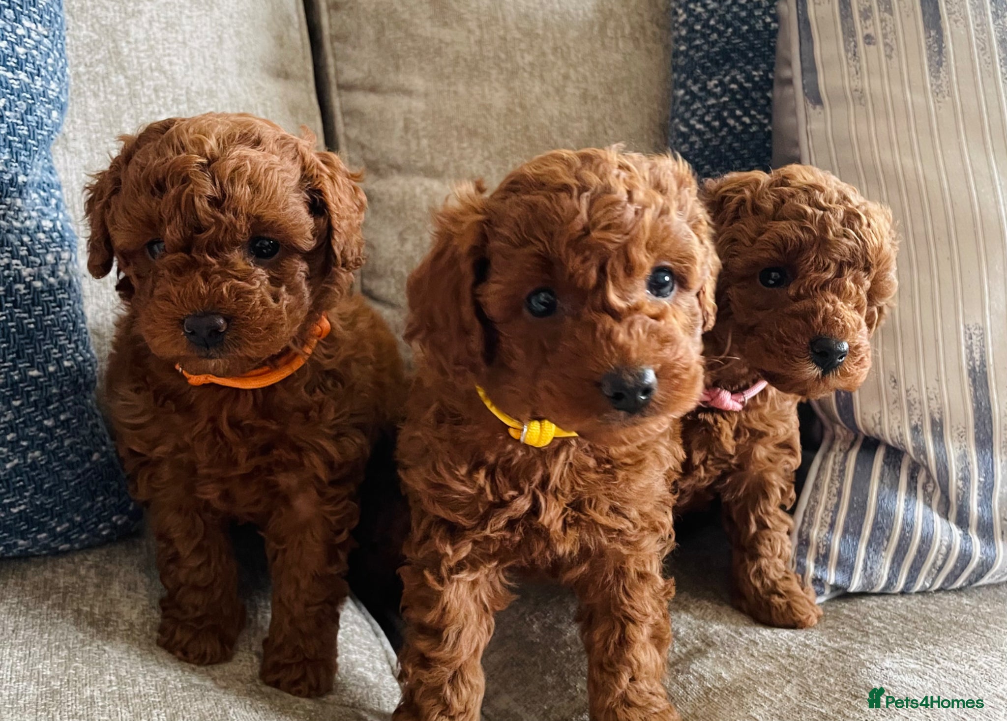 Cavapoochon dogs DNA Tested Hypoallergenic Cavapoochon F1BB Babies  - Advert 1