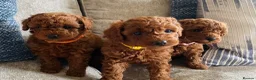 Cavapoochon dogs for sale: DNA Tested Hypoallergenic Cavapoochon F1BB Babies  - Advert 17