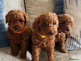 Cavapoochon dogs DNA Tested Hypoallergenic Cavapoochon F1BB Babies - Advert 1