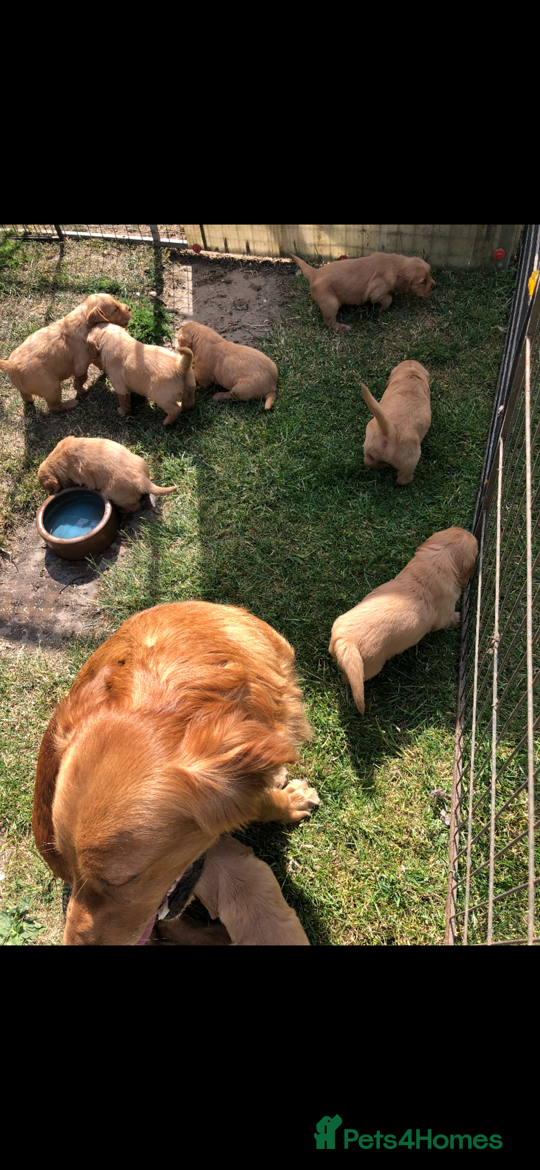 Golden Retriever dogs for sale: Beautiful Health Tested Puppies  - Image 11