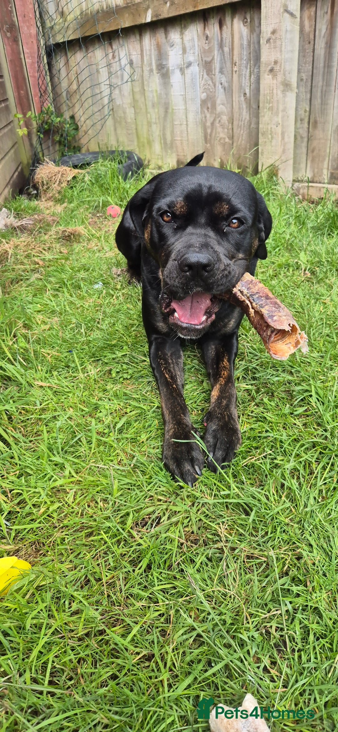 Cane Corso dogs for stud: Looking for stud - Image 3