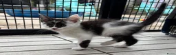 Mixed Breed cats for sale: MAINE COON CROSS KITTENS  - Advert 5