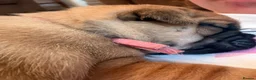 Jug dogs for sale: Jug Puppies For Sale - Advert 15