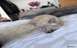 Mixed Breed cats for sale: Male Cat  - Image 2