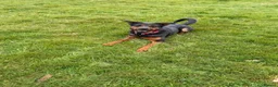 Mixed Breed dogs for sale: Molly  - Advert 4