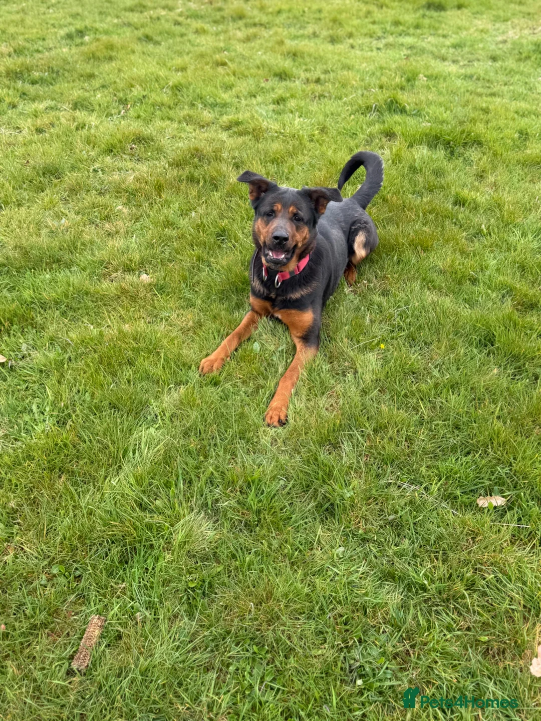 Mixed Breed dogs for sale: Molly  - Advert 4
