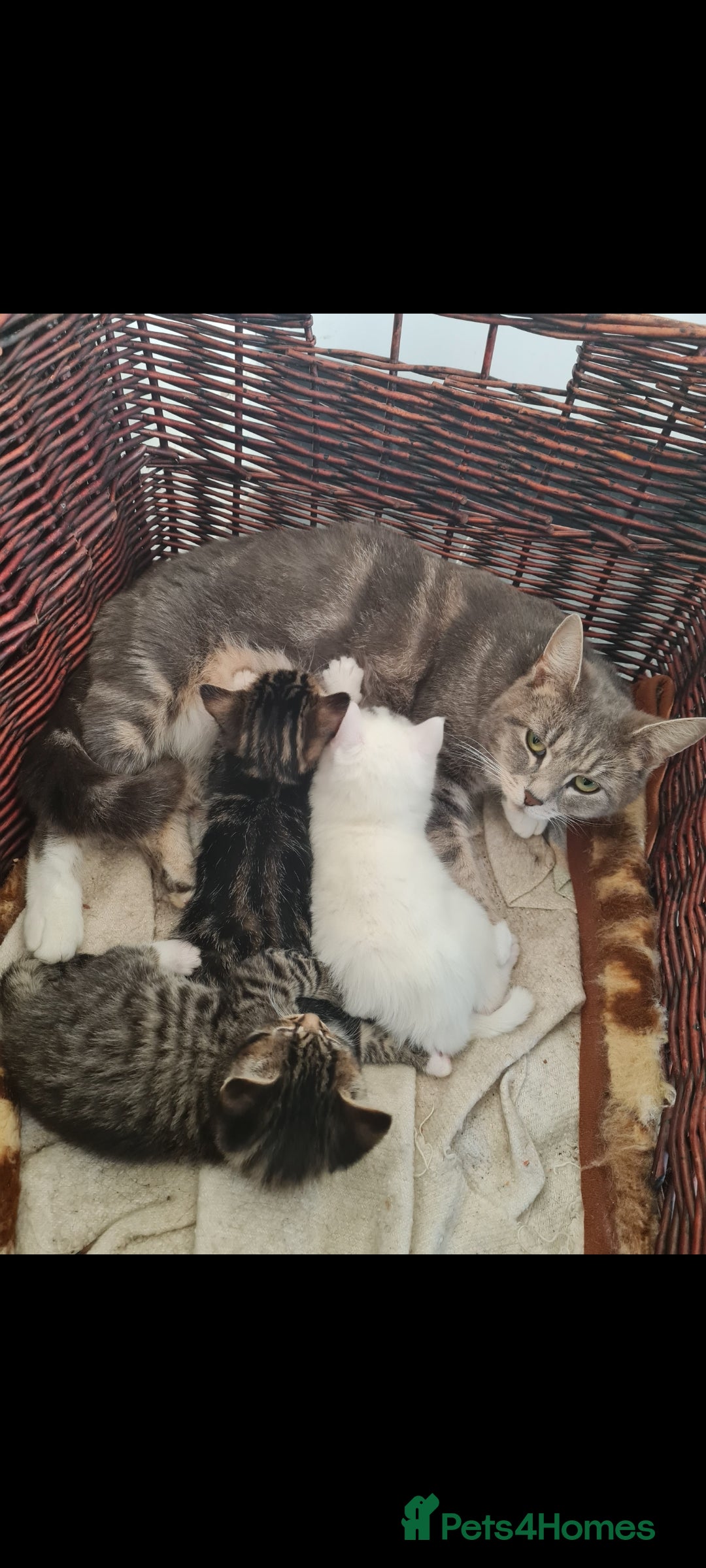 British Shorthair cats for sale: Black and white kitten and tabby - Image 8
