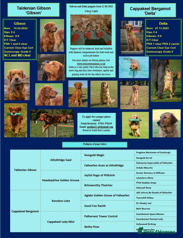 Golden Retriever dogs Working Golden Retriever Puppies - Advert 1