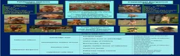 Golden Retriever dogs for sale: Working Golden Retriever Puppies - Advert 1