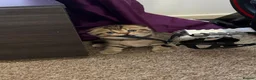 Scottish Fold cats for sale: 🐾 4 Beautiful Scottish Fold Boys 🐾 - Advert 11