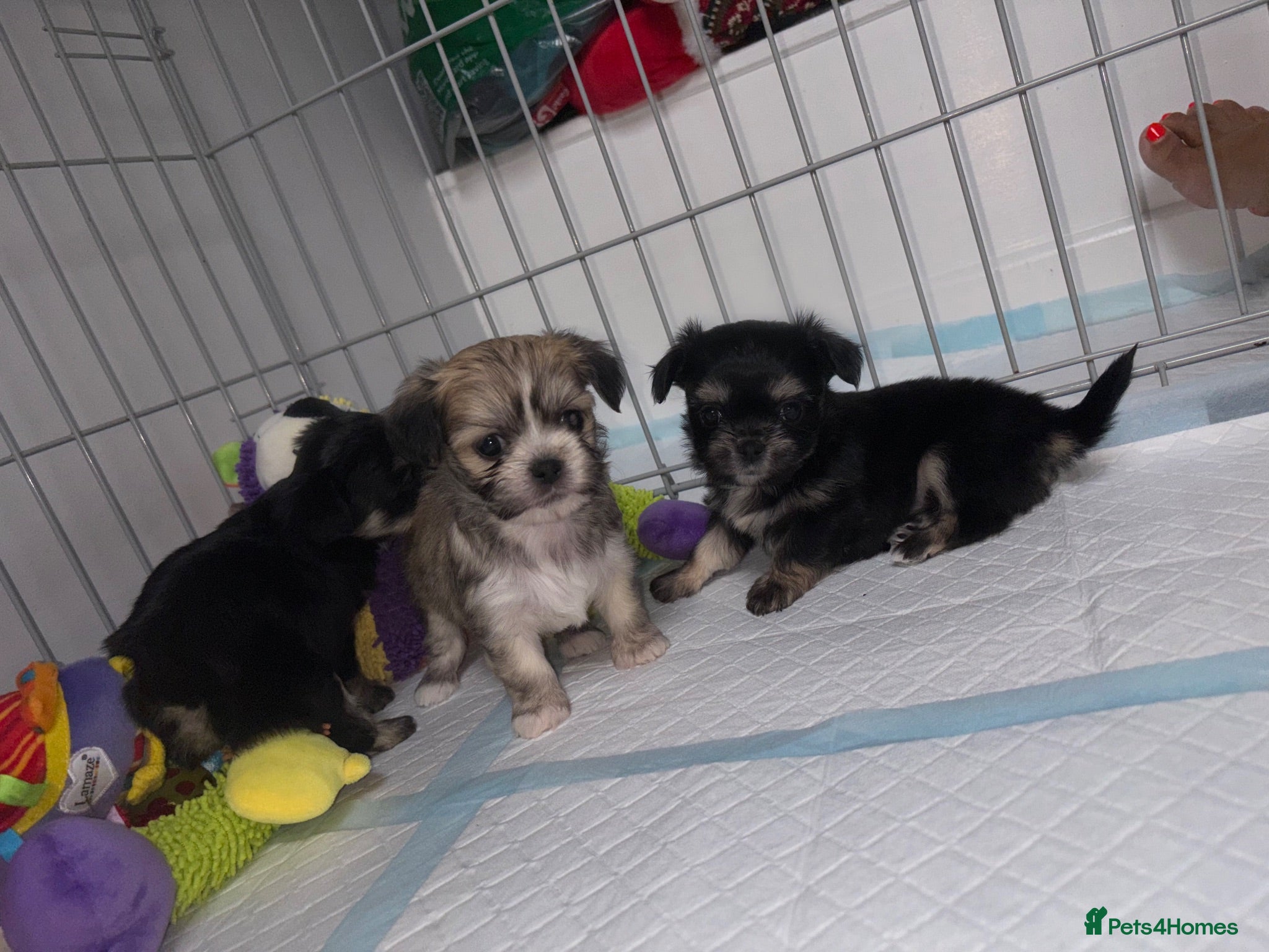 Mixed Breed dogs Tiny Malchi puppies - Advert 2