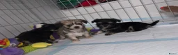 Mixed Breed dogs for sale: Tiny Malchi puppies - Advert 2