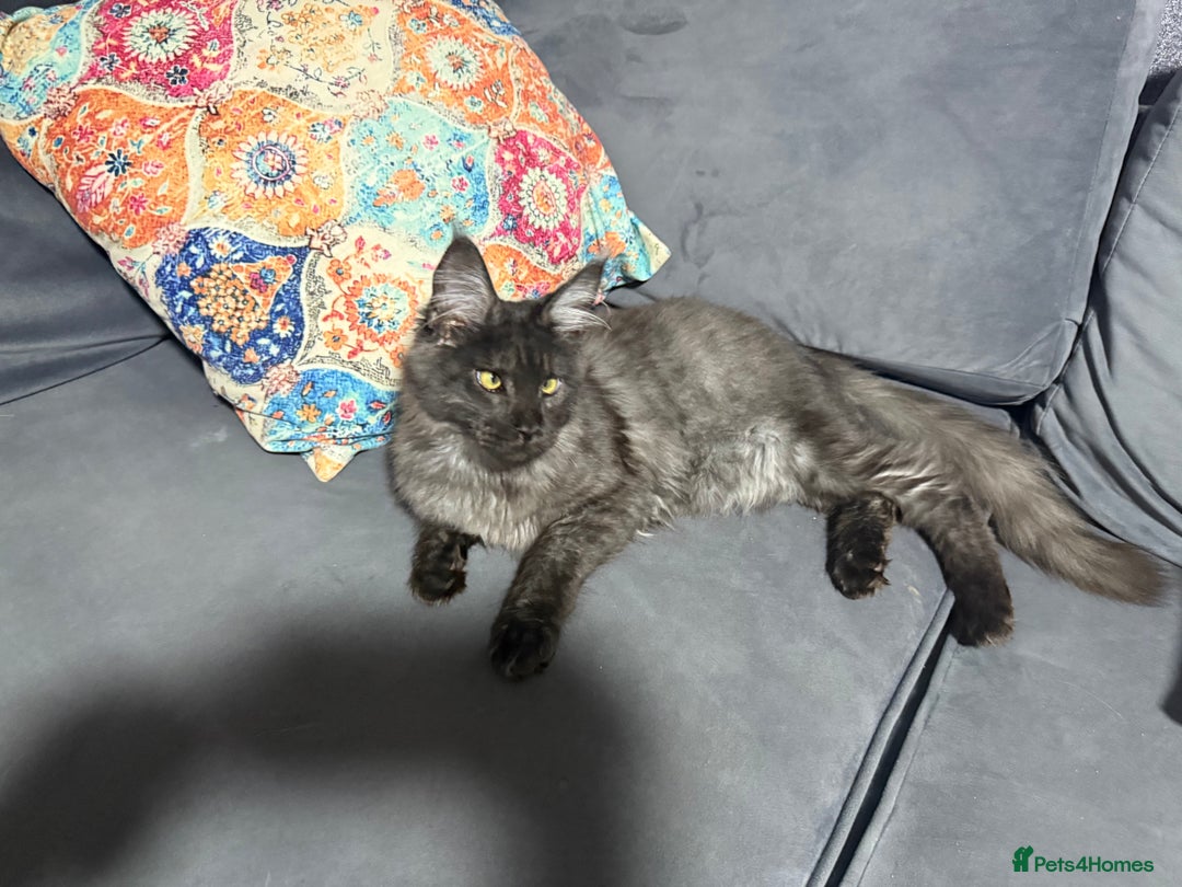 Maine Coon cats for sale: Stunning tica Registered Maine Coon Male  - Image 2