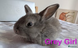 Mini Lop rabbits for sale: Mini lop baby rabbits  - Image 2