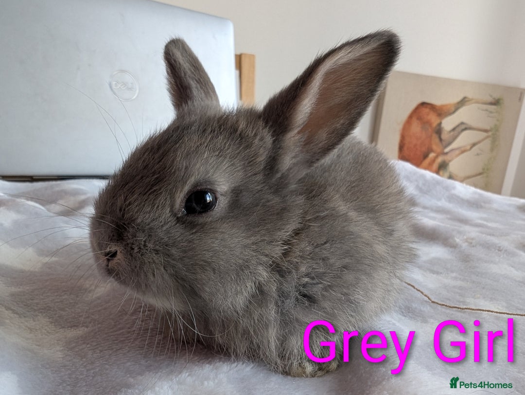 Mini Lop rabbits for sale: Mini lop baby rabbits  - Image 2