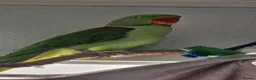 Parrots birds for sale: Boba the alexandrine in Nottingham - Advert 2