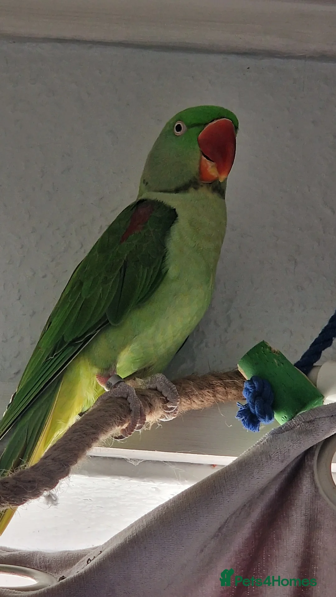 Parrots birds for sale: Boba the alexandrine in Nottingham - Advert 2
