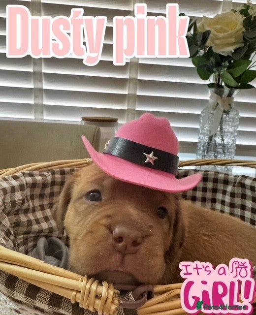 Dogue De Bordeaux dogs Beautiful KC Registered Dogue de Bordeaux Puppies - Advert 2