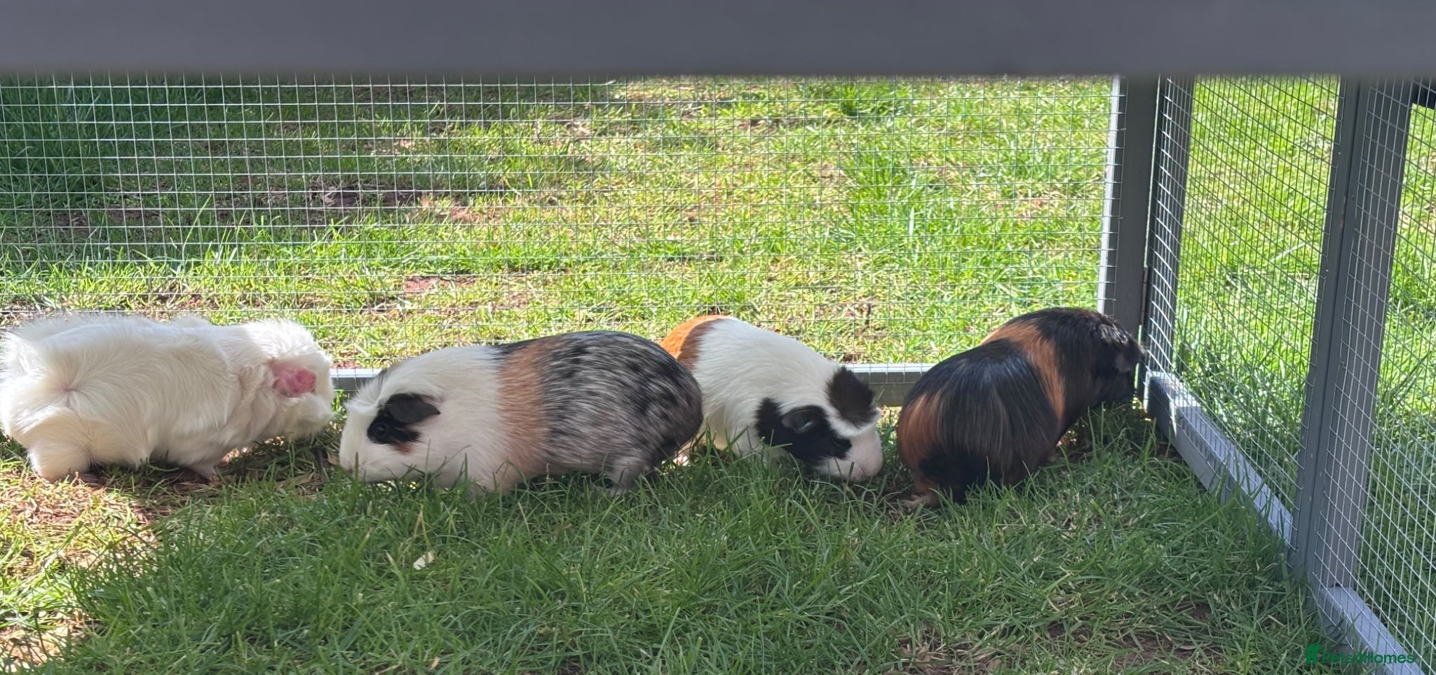 Guinea Pig rodents Beautiful girl guineas  - Advert 6