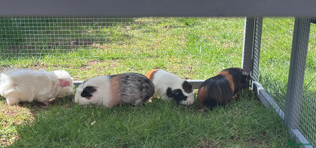 Guinea Pig rodents for sale: Beautiful girl guineas  - Advert 1