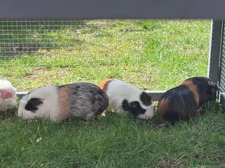 Guinea Pig rodents Beautiful girl guineas - Advert 6