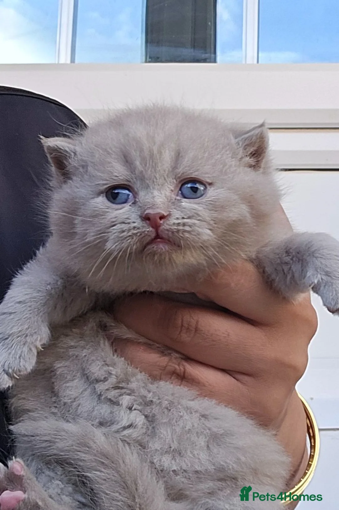 British Shorthair cats for sale: GCCF REGISTERED LILAC BRITISH SHORTHAIR  - Advert 1