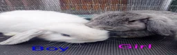 Mini Lop rabbits for sale: Mini Lop Bunnies Ready to leave 12/05 - Advert 12