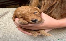 Cockapoo dogs for sale: ✨ Gorgeous Cockapoo Puppies ✨ - Image 11