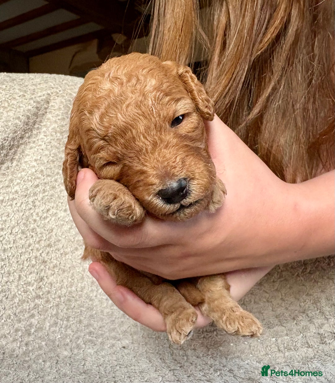 Cockapoo dogs for sale: ✨ Gorgeous Cockapoo Puppies ✨ - Image 11