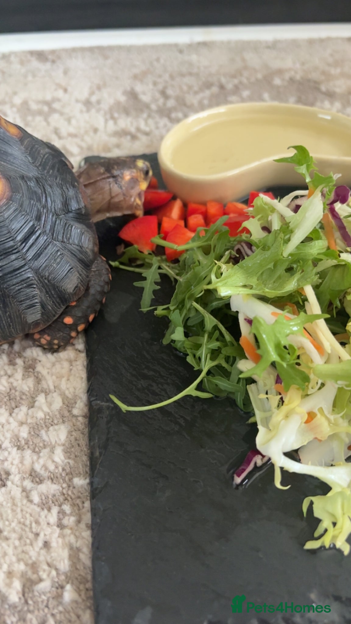 Tortoise reptiles red foot tortoise  - Advert 2