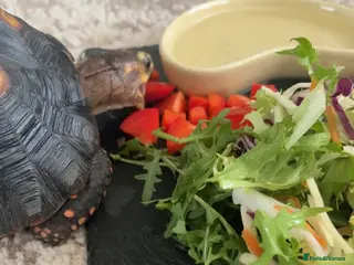Tortoise reptiles red foot tortoise - Advert 2