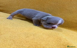 English Bulldog dogs for sale: For sale: 7 English Bulldog Puppies - Image 6