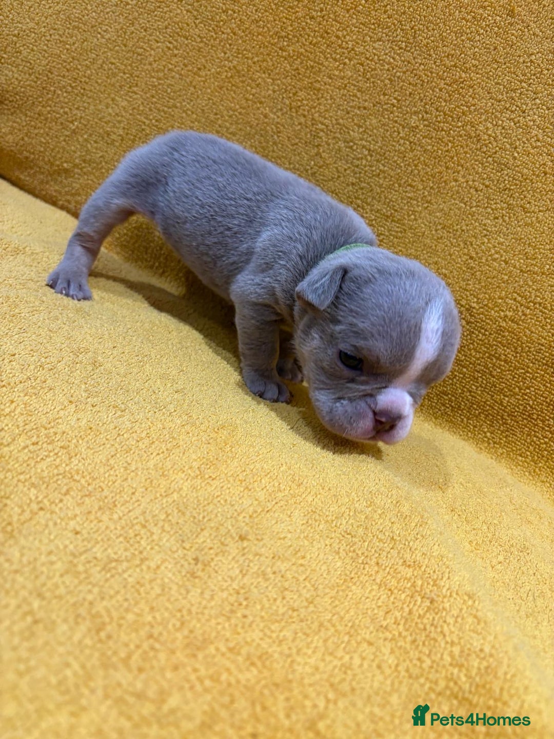 English Bulldog dogs for sale: For sale: 7 English Bulldog Puppies - Image 6