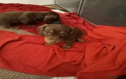 Miniature Dachshund dogs for sale: Miniature dachshund  for sale  - Advert 4