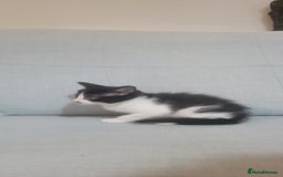 Mixed Breed cats for sale: Little kitten ready 10th August read listing  - Image 4
