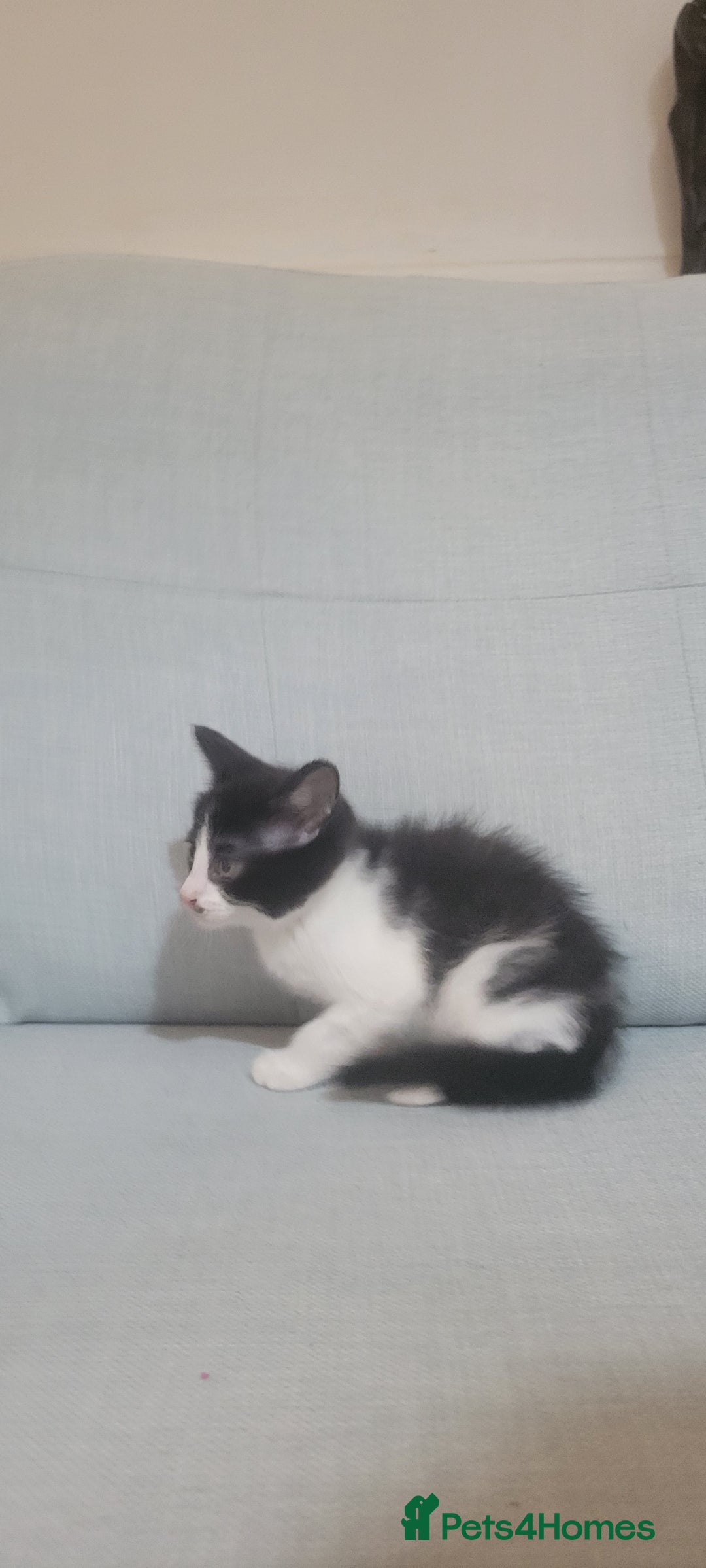 Mixed Breed cats for sale: Little kitten ready 10th August read listing  - Image 4