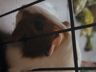 Guinea Pig rodents - Advert 20