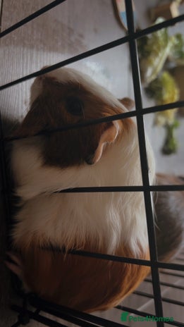 Guinea Pig rodents - Advert 2