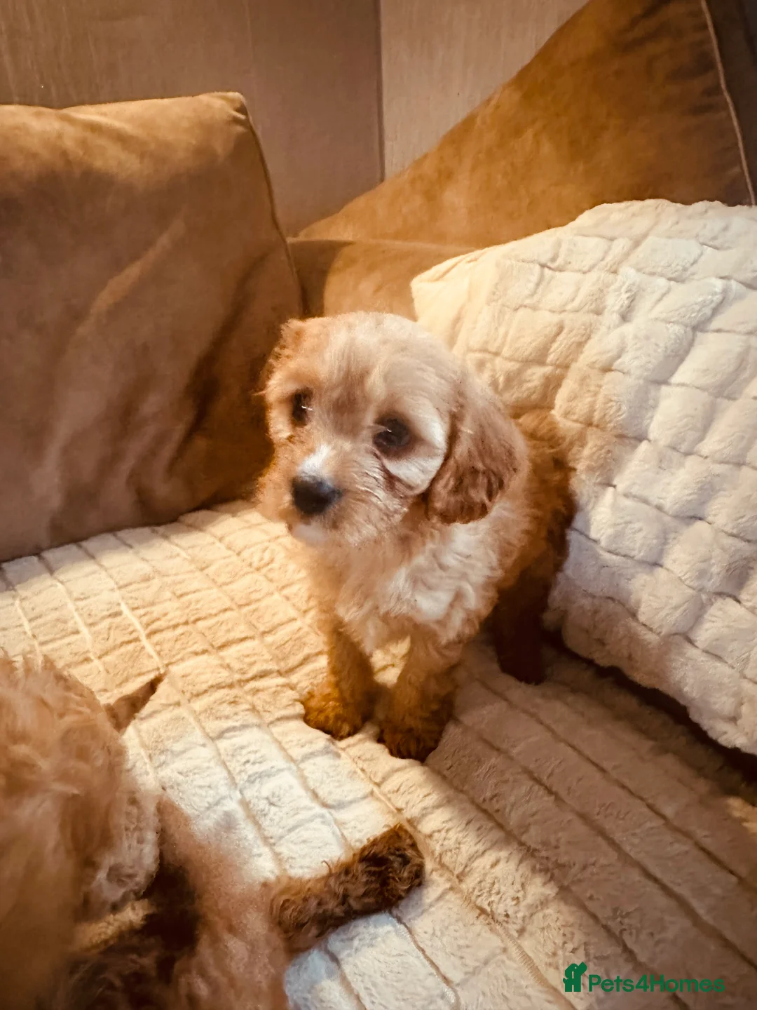 Cockapoo dogs for sale: Stunning cockapoos DNA health tested - Advert 10