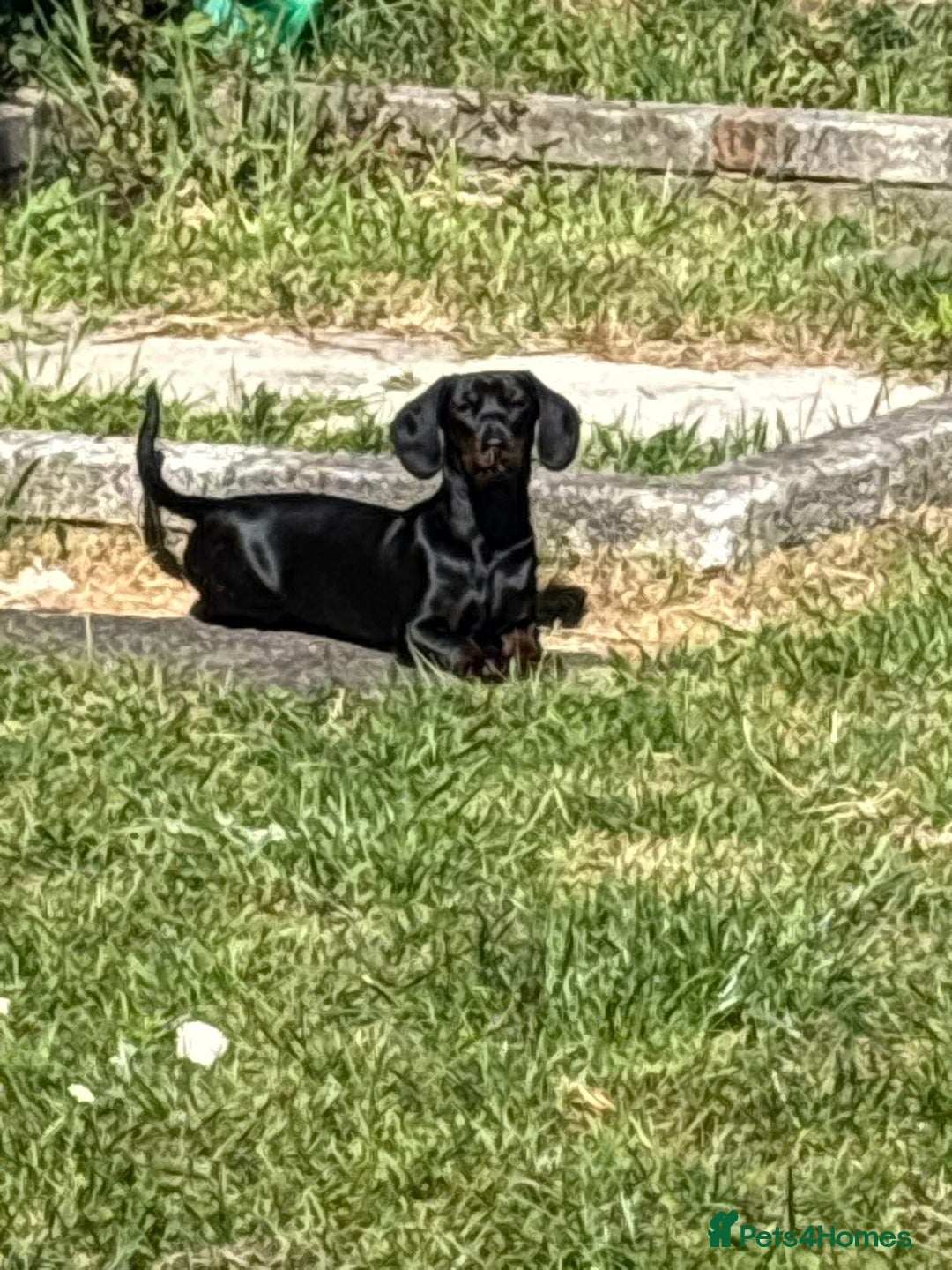 Dachshund dogs for sale: Sausage dog - Advert 1