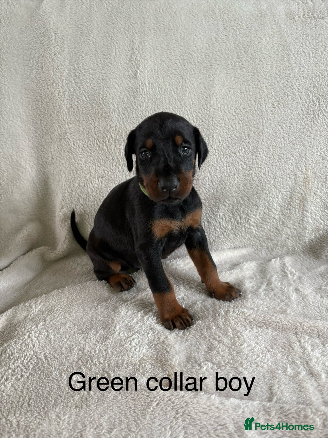 Dobermann dogs for sale: Beautiful European KC reg Doberman Puppies - Image 29