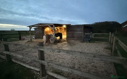 Shetland pony horses for sale: Two Shetland ponies to go together - Advert 5