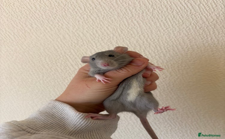 Rat rodents - Advert 5